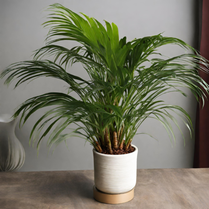 Areca Palm