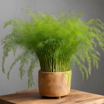 Asparagus Fern