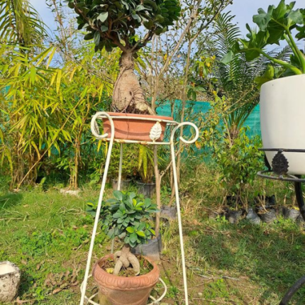 Double Pot Iron  Stand