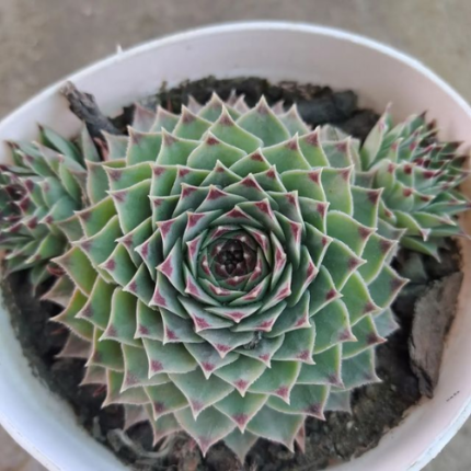 Echeveria Lotus