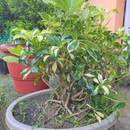 Dwarf Umbrella Tree