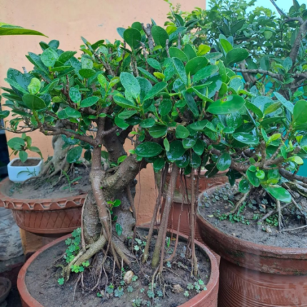 Ficus Plant